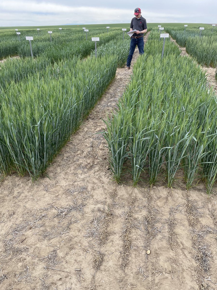 WashGenetics's tweet photo. Piranha Cl+ and Sockeye CL+ both looking great at VT Trials outside Connell @wsuwheat @WSUVarietyTest https://t.co/5WBfJanrwy