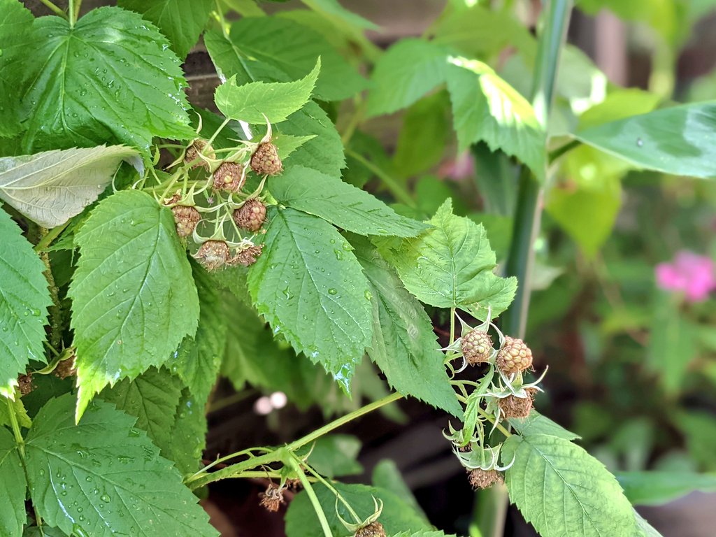 さえ 江咲早恵 ラズベリーが実っています 早く色付かないかな 楽しみ ガーデニング 家庭菜園 6月の庭 さえの庭 ラズベリー T Co Zskqvfdj51 Twitter
