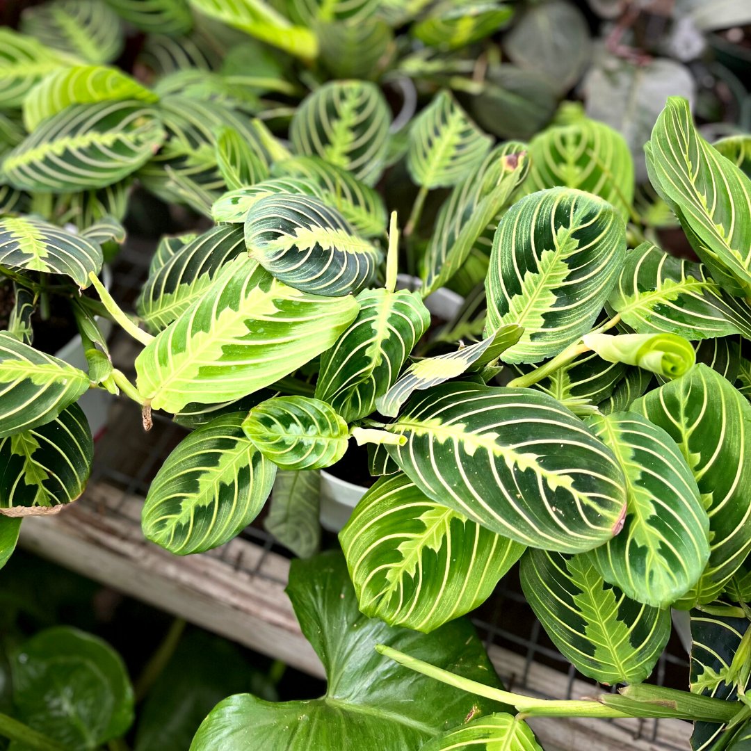 CityFloral's tweet photo. We just got in a truckload of new houseplants! Maybe too many... Can you ever have too many plants, though? We can still move through the aisles, so we good. Stop in this week, pick out some new plant babies, and help us make some room in here! https://t.co/m9m0r0MeDr