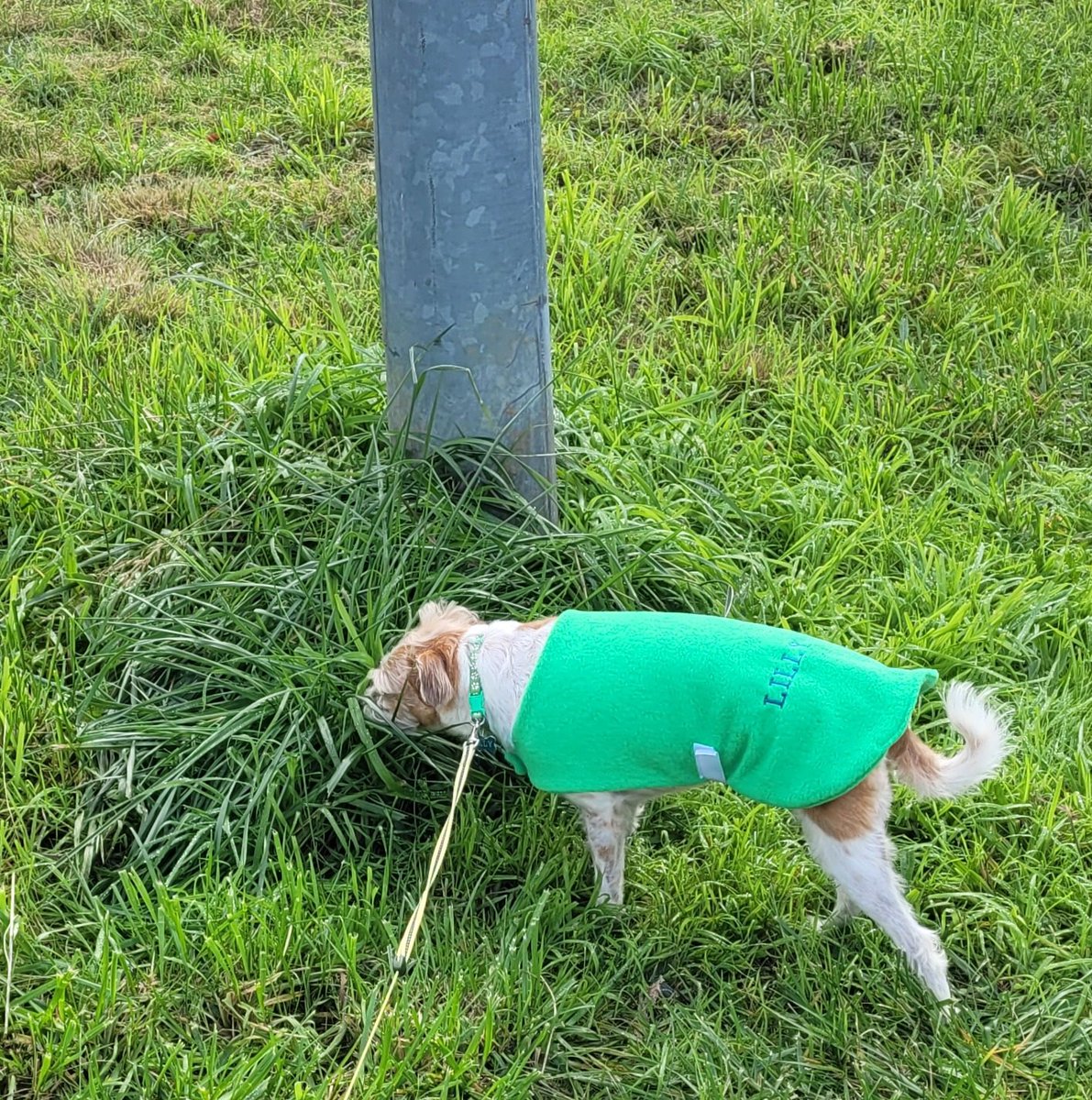 Lilly and I went for a walk even though it is freezing 🥶  she had lots of pee mails to check.