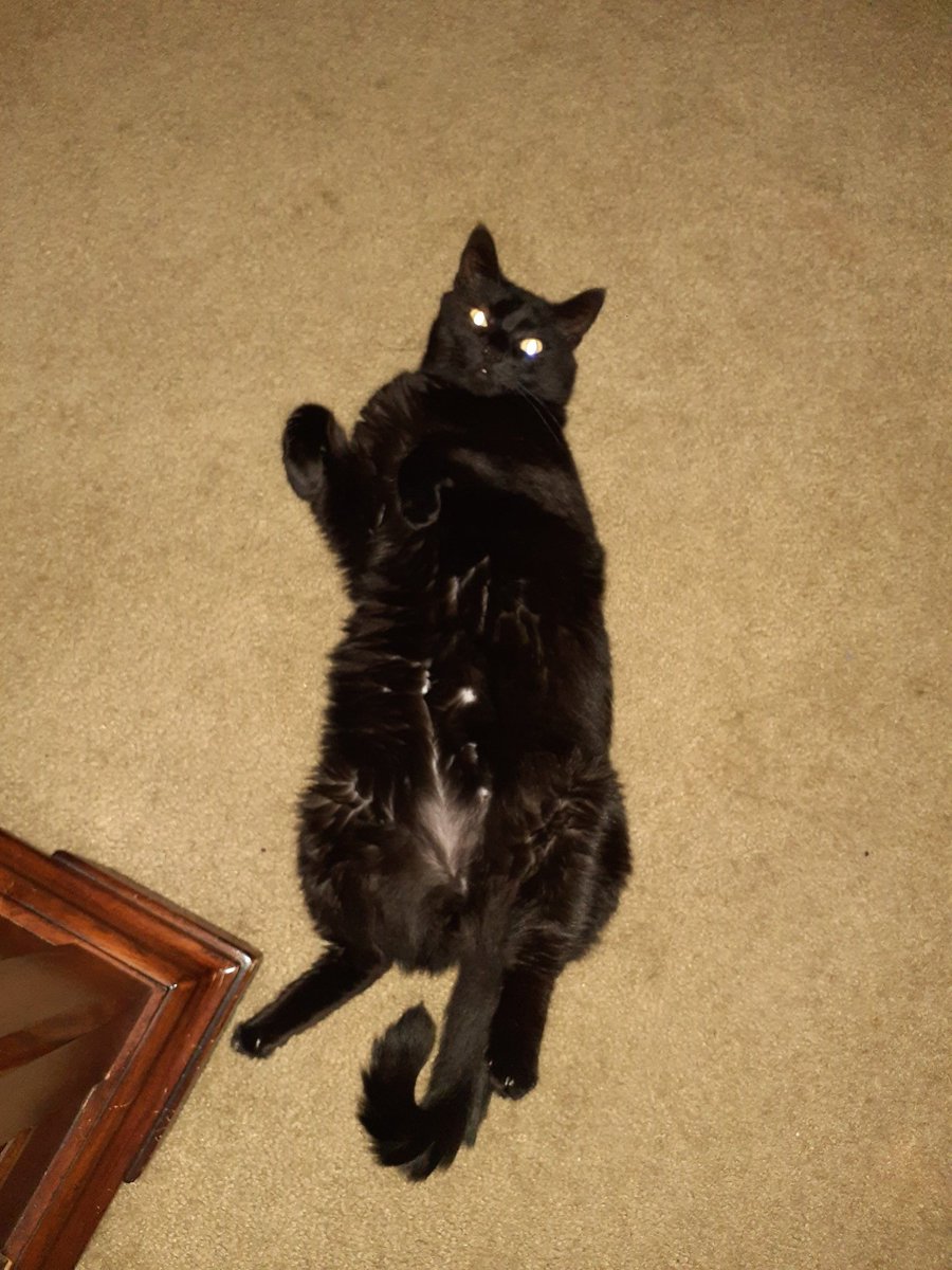GridM0nkey's tweet photo. @legendblade @morvelaira @strixus I mean, mine just lounges about all day..... https://t.co/PhLEzftaG5