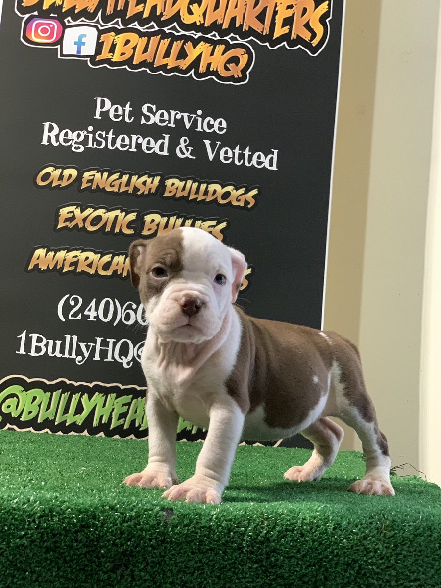 1BullyHQ's tweet photo. 🍫Chocolate Female) Pocket Bully https://t.co/uFj1mtrbZY