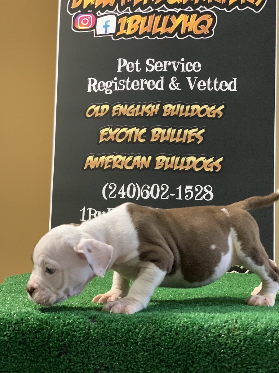 1BullyHQ's tweet photo. 🍫Chocolate Female) Pocket Bully https://t.co/uFj1mtrbZY