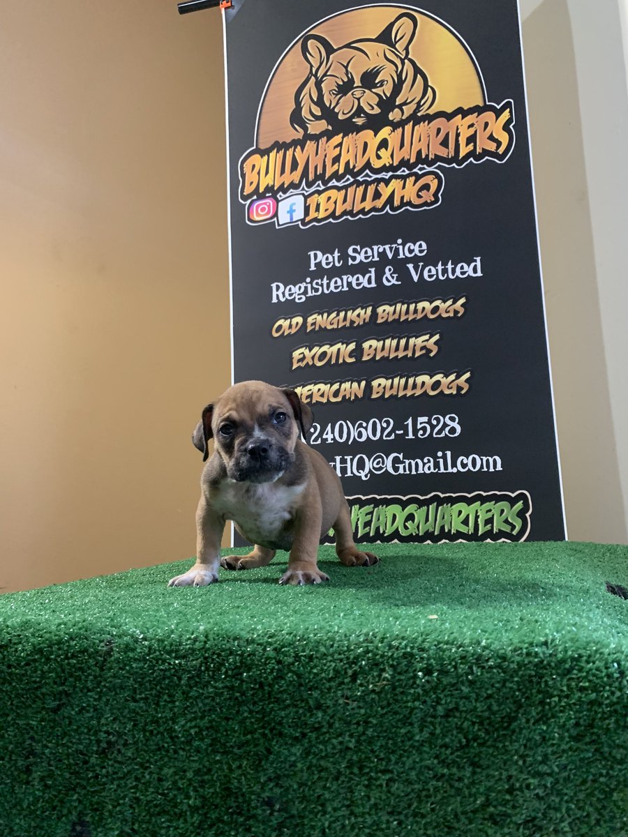 1BullyHQ's tweet photo. 🅰️vailable‼️Pocket Bully (Male) Looking For His New Home 🔥🌪🏠 https://t.co/uxxDyj28N5