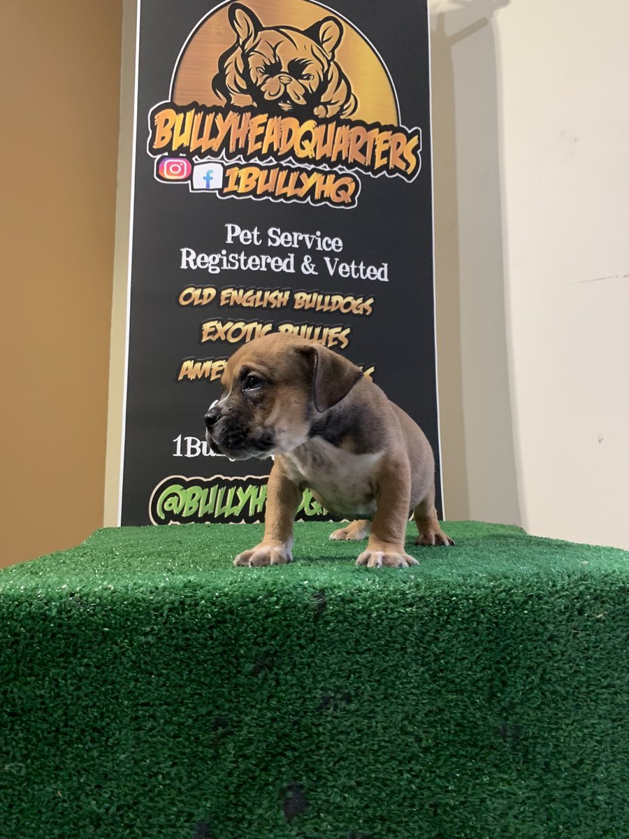 1BullyHQ's tweet photo. 🅰️vailable‼️Pocket Bully (Male) Looking For His New Home 🔥🌪🏠 https://t.co/uxxDyj28N5
