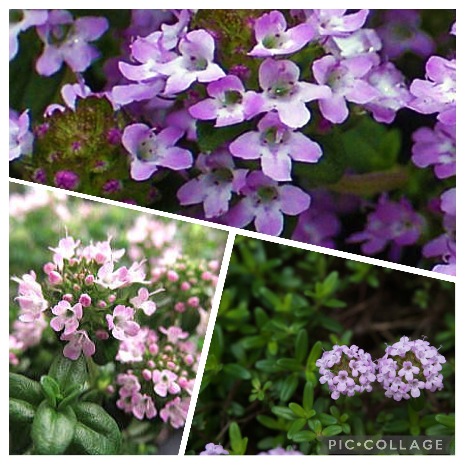 ヒロミ 本日 6月2日の誕生花 タイム 立麝香草 花言葉 勇気 活動力 美しいものを美しいと思える あなたの心が美しい 相田みつを おはようございます 今日も1日楽しい出来事に 出会えるものとなりますように 花 花言葉 詩