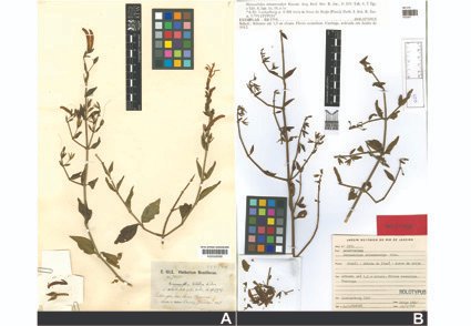 Phytotaxa's tweet photo. A #newcombination in Justicia and a #newsynonym in Thyrsacanthus results in the restriction of Anisacanthus s.str. (#Acanthaceae) to Central and North #America
#Taxonomy
https://t.co/qgObtaFw8r https://t.co/kqfuEOyI94