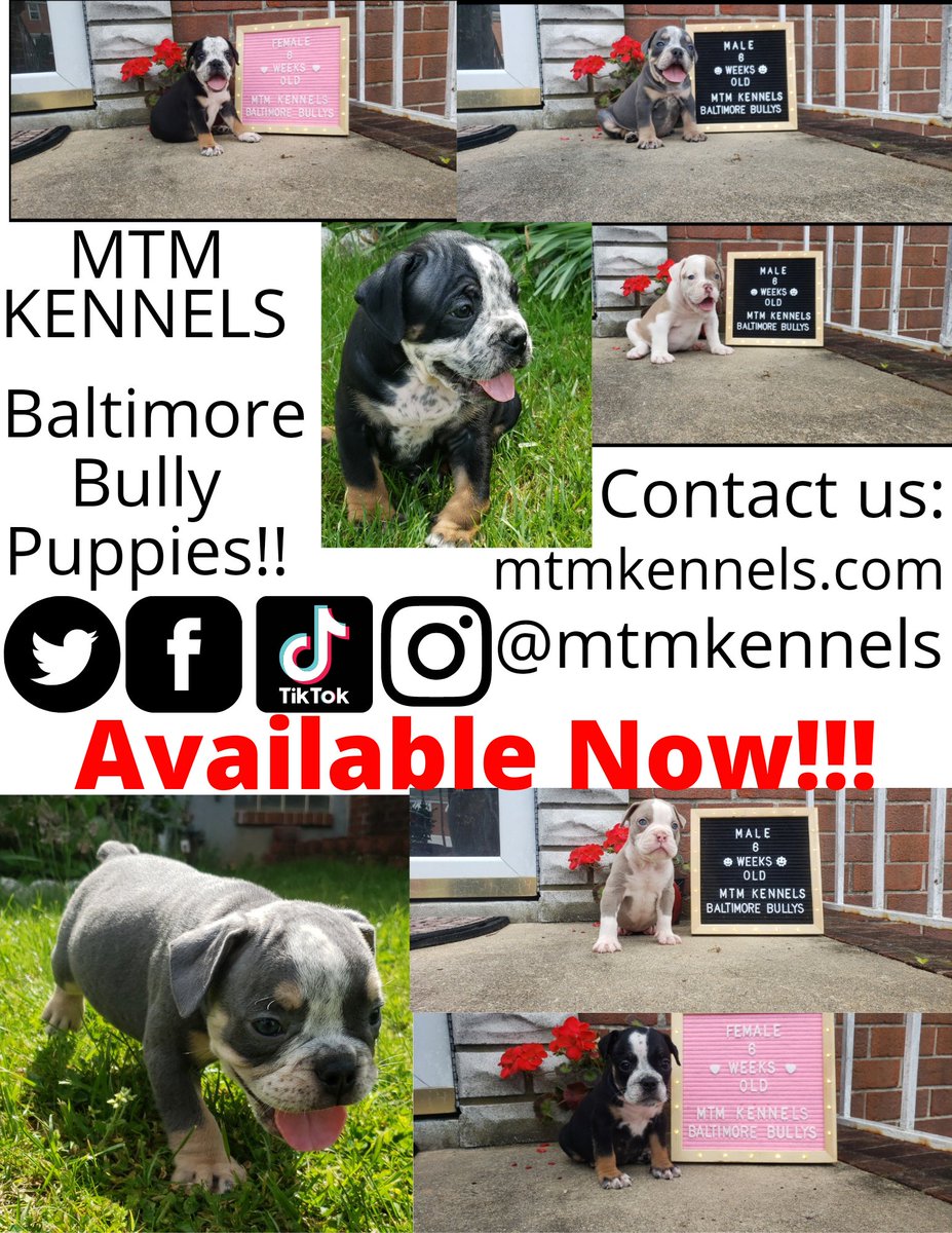 MTMKennels's tweet photo. https://t.co/oh8oiI8Vdb
