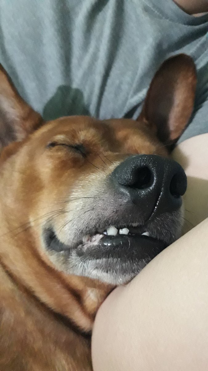 AidaKrisna's tweet photo. Please boop my nose! 😊
@Bl4ck_skin
#Papoy #doggy #dogsoftwitter #Doglovers #doglife #sleeping #PhotoOfTheDay #photography https://t.co/Ph7dXdjpyb