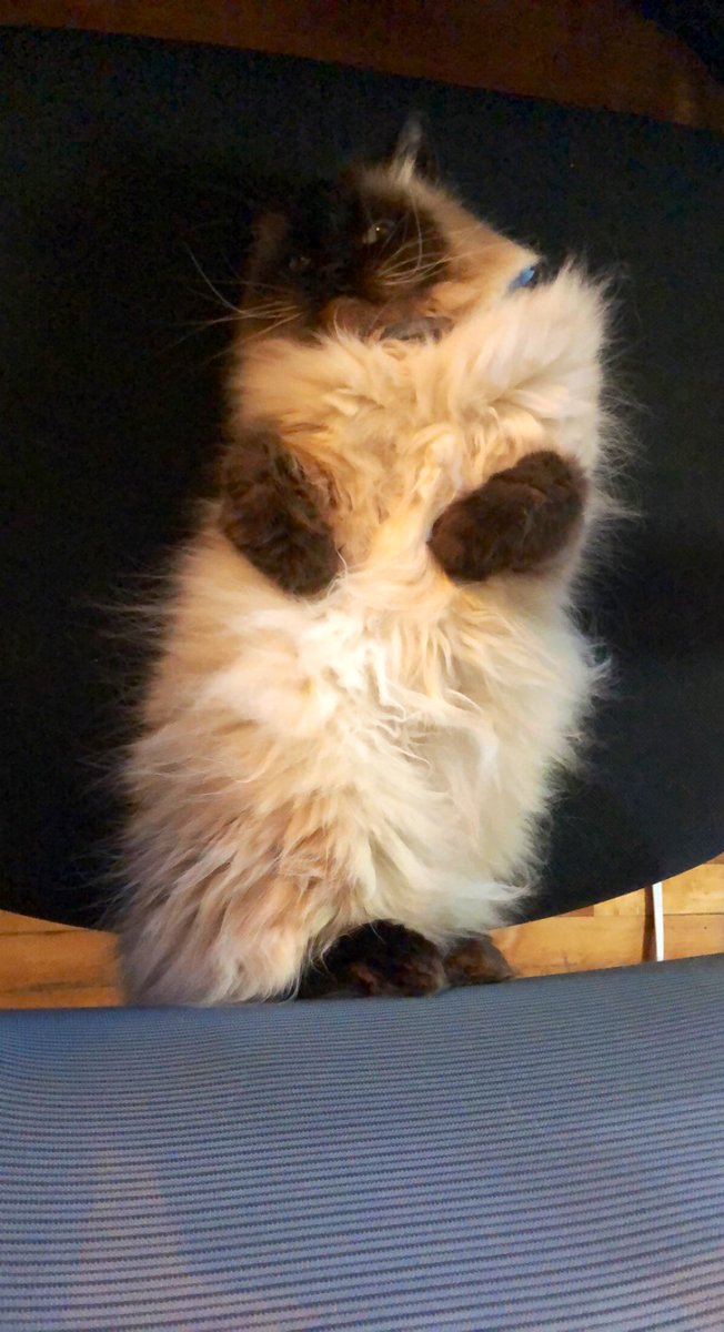 ProfMidvalley's tweet photo. COVID Day 3: Still cannot see cat, doctors orders. This picture isn’t as fuzzy as she feels, but it’s close enough. https://t.co/5IRVxukjSX