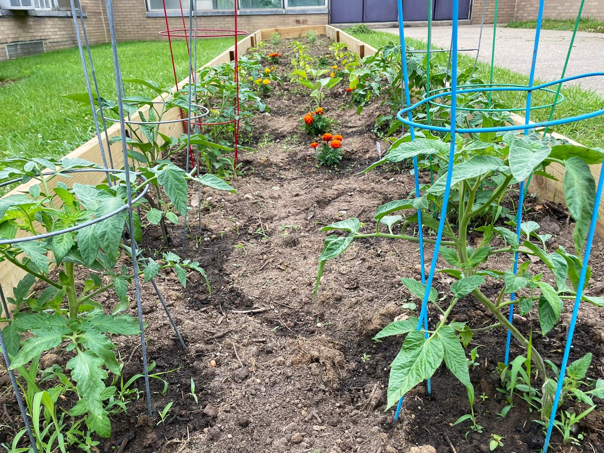 A big thank you to pride club and <a href="/sra_kortland/">Sra. Kortland</a> for helping us weed our garden. It’s looking amazing!
Happy Pride Month!!
#obhsgarden <a href="/OBFightsHunger/">OBHS Fights Hunger</a>