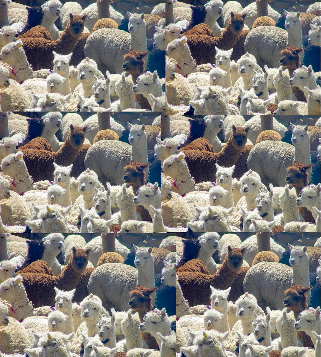 art_wun's tweet photo. @Disney @DisneyStudios you don’t have enough … @JohnnyDeppNFT - to those who understands no explanation is needed. To those who don’t.. no explanation is enough. Even the alpacas are looking at you.. https://t.co/ao9epS1jnh