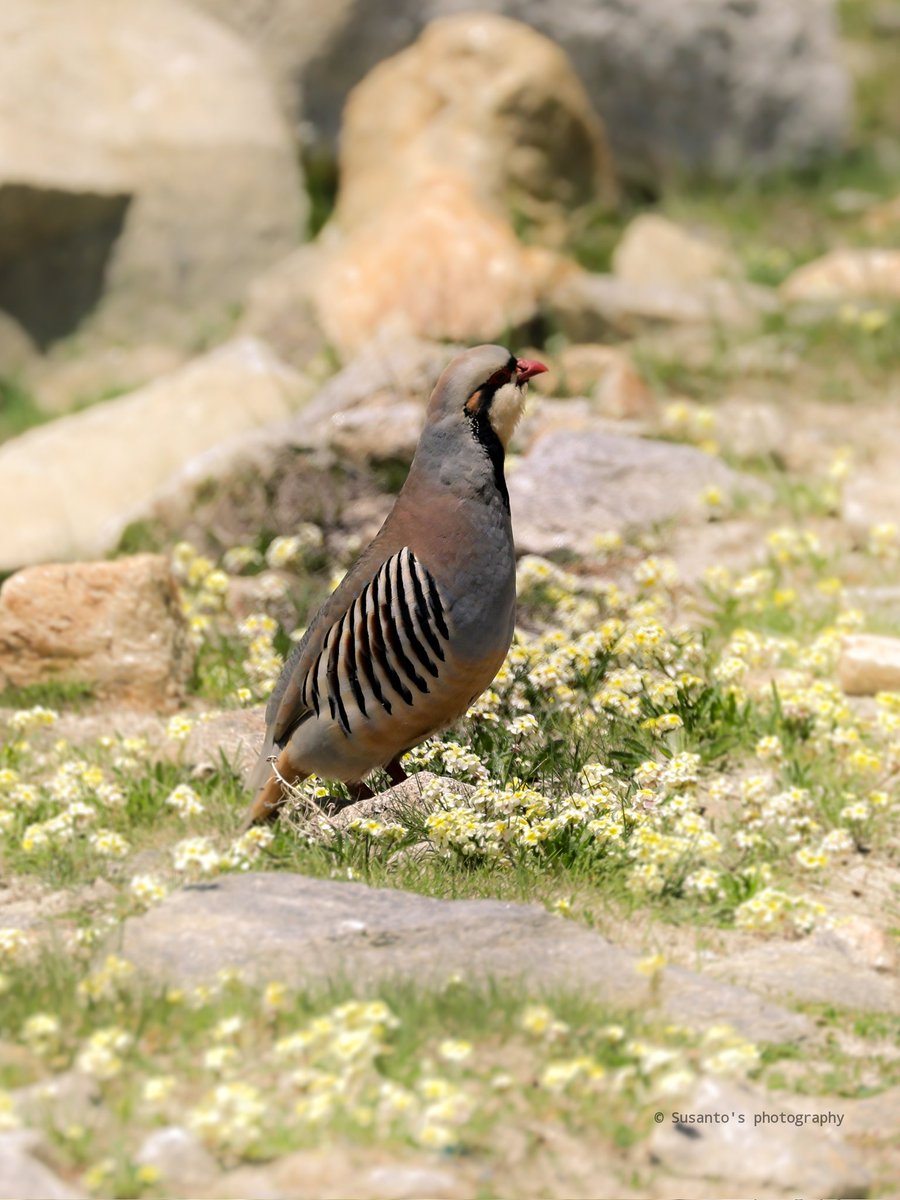 Chukar Partridge 
Himachal Pradesh,  kunzum pass 
<a href="/birdsofhimalaya/">Himalayan Feathers</a> <a href="/birdsofindia/">Birds of India</a> @birdphotograpy <a href="/IBCBIRDS/">Indianbirds</a>