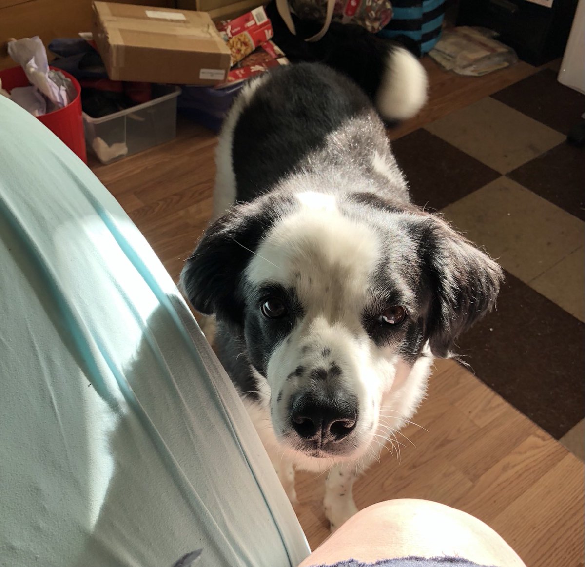Horrible day at work today but I got to come home to this face. I love my Brooks! ❤️