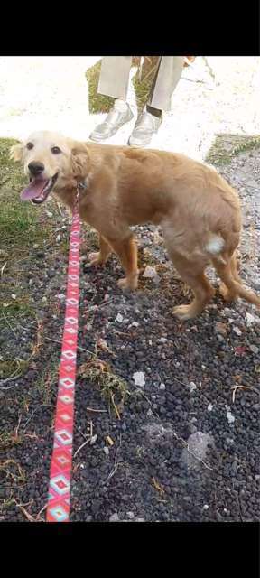 En adopción: Macey - adoptame.com.mx/adopcion/masco…