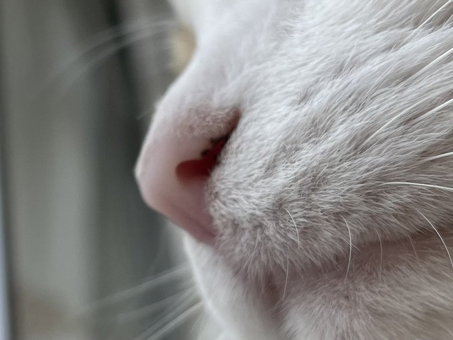 猫の毎日の黒い鼻くそが取れない 原因や取り方のコツをご紹介 Catハウス