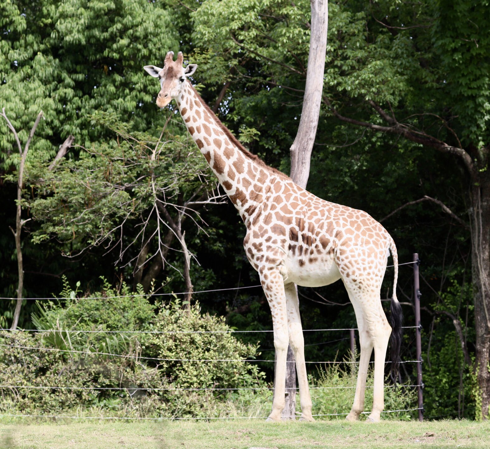 Sasmile おさんぽハルカスちゃん 22 6 1 天王寺動物園 キリン T Co Fdacaeqsw0 Twitter