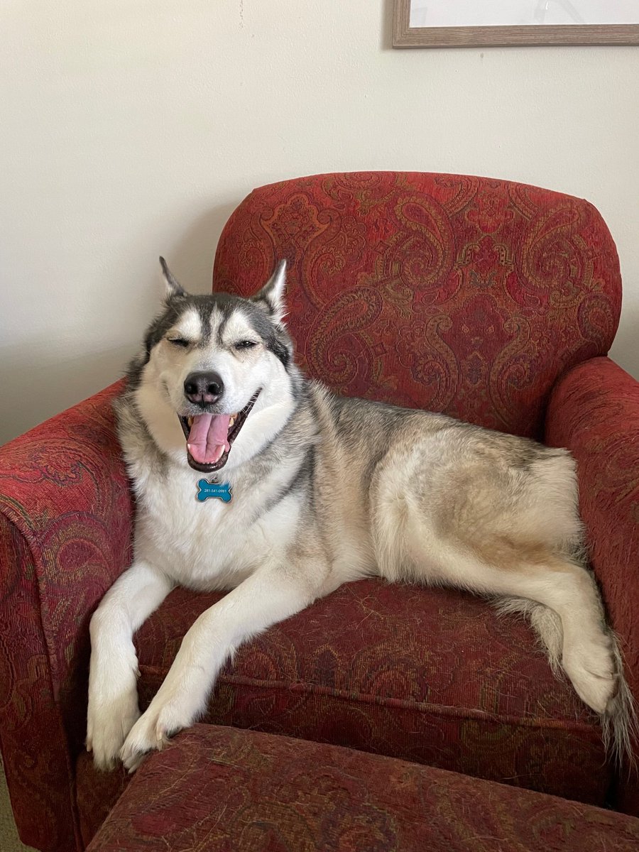 MadalynSklar's tweet photo. Itโs time to show off #TheDogsOfTwitterSmarter! Take a quick pic of your pooch and share it here on the #TwitterSmarter chat. ๐ถ
This is Lucy. She's my 3-legged Siberian Husky.
Have a cat? Let's see! Use this hashtag: #TheCatsOfTwitterSmarter ๐ฑ https://t.co/27m6sgmPkr