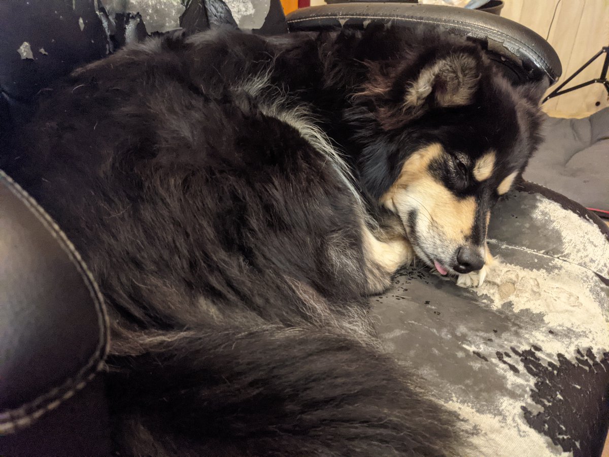 JKitty13's tweet photo. After I posted that video I went to get up and saw Freya curled up in the dog chair with a blep. Had to share :3 https://t.co/8PxDLyhUjn
