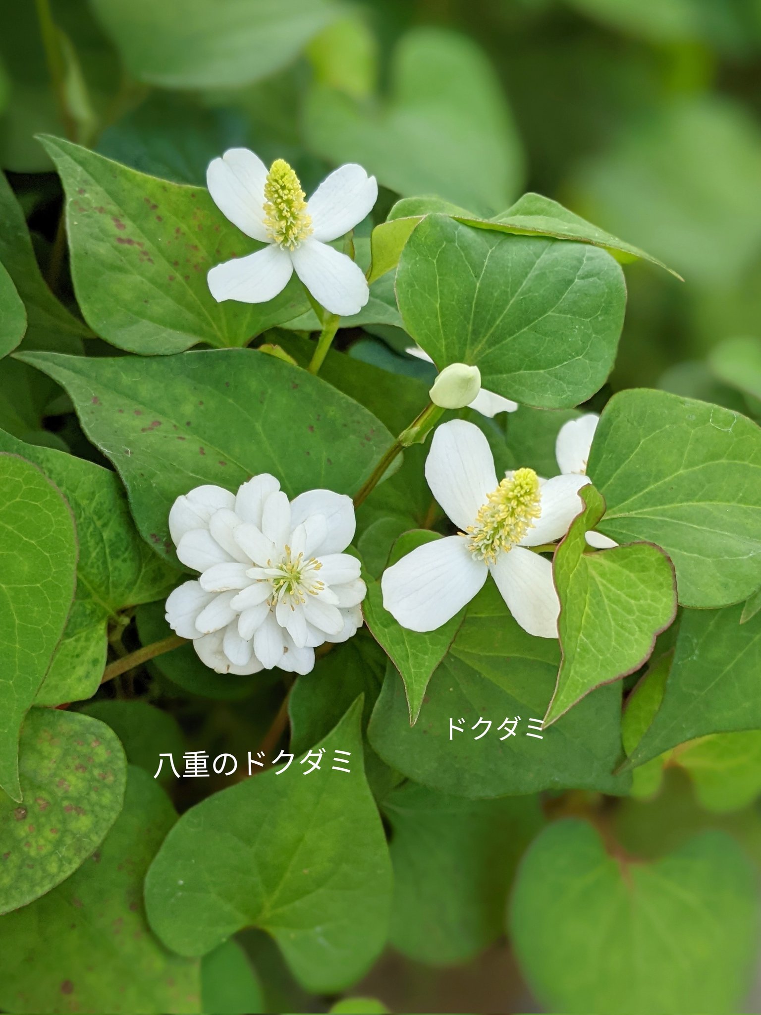 なつ Summerpeach 八重のドクダミです よく見るドクダミと八重のドクダミが並んで咲いていたので 皆様にも見せたくて写真を撮ってきました とっても可愛らしくて綺麗ですよね ドクダミ ドクダミの花 どくだみ お花好きな人と繋がりたい なつ Summerpeach 八重のドクダミです よく見るドクダミと八重のドクダミが並んで咲いていたので 皆様にも見せたくて写真を撮ってきました とっても可愛らしくて綺麗ですよね ドクダミ ドクダミの花 どくだみ お花好きな人と繋がりたい