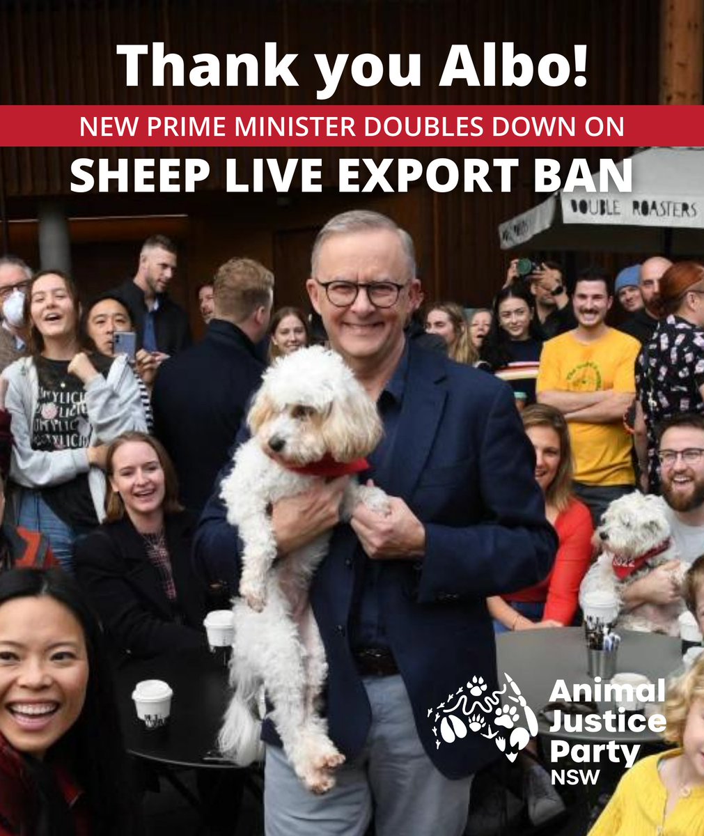 AJPNSW's tweet photo. BREAKING❗PM @AlboMP reaffirms commitment to ban live sheep export 🎉Industry will go all guns blazing to pressure him now so pls tell him you support him! PM Albo needs to know the majority of Australians are behind him! Thank you @AlboMP, for having mercy on suffering sheep🐑🙏 https://t.co/gnyezvGmAN
