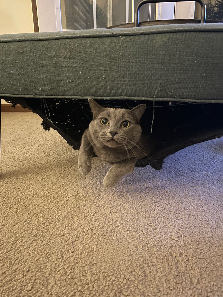 FrickinDelanie's tweet image. just found out my ottoman is destroyed because this man decided to turn it into a hammock