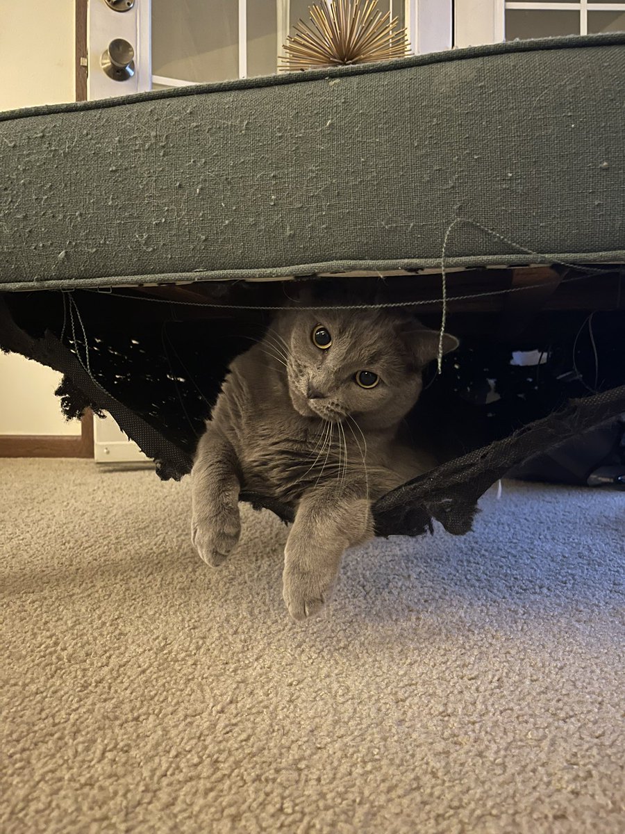 FrickinDelanie's tweet image. just found out my ottoman is destroyed because this man decided to turn it into a hammock