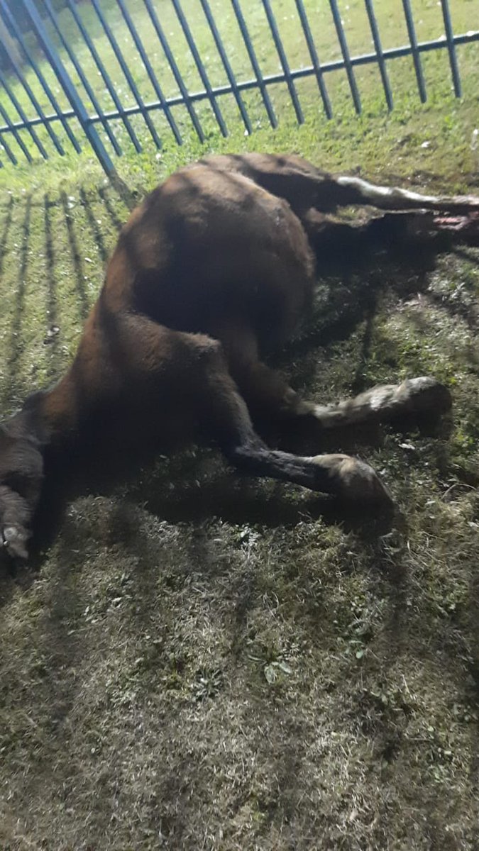 🇨🇱㊝⃟Ŵ@ŁŢ£®*༒ঔৣۣۣۜ͜͡ tweet media