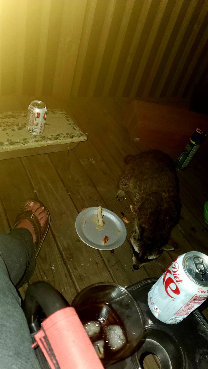 bman_michael's tweet photo. My wife went to take a shower and our local coon came back to me on the porch and started eating the bread leftovers my wife left out while I'm just sitting here listening to the @JesseKellyDC podcast.. apparently Jesse Kelly's voice doesn't ward off wild animals 🤔 https://t.co/42K4wWcMRS