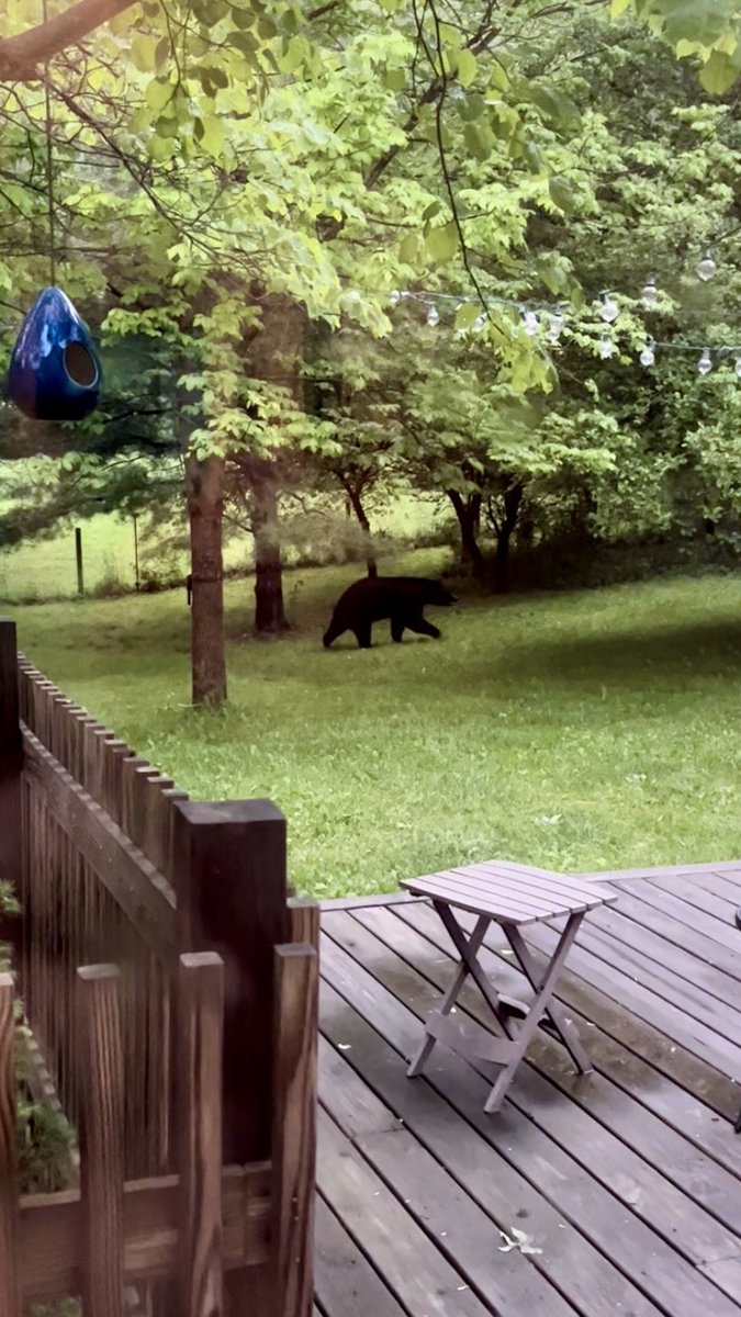 Tonight’s entertainment came from a black bear (Ursus americanus) strolling through the backyard 😲