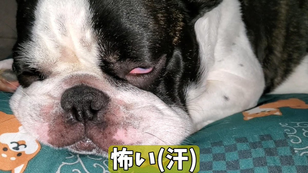まんぼ Nojimanbo Twitter まんぼ Nojimanbo Twitter