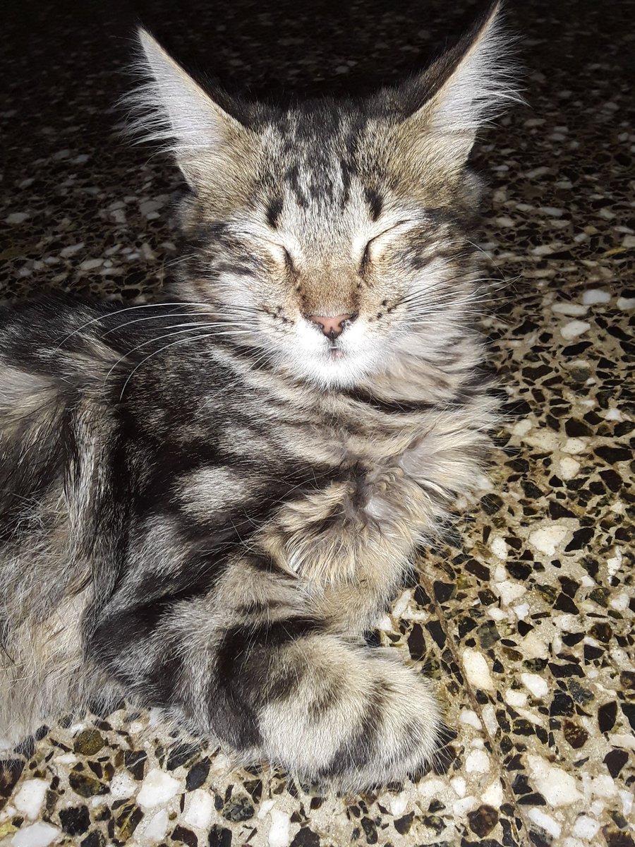 loreote86's tweet photo. Hace unos días estuve lejos de Twitter.
La razón fue muy triste y fue esta 👇
No estaba preparada para perderlo
Solo las personas q amamos a nuestras mascotas sabemos q son parte d nuestra familia y el amor q les tenemos
#Raico me dejo una última mirada q no logró olvidar https://t.co/fkEBuz95NW