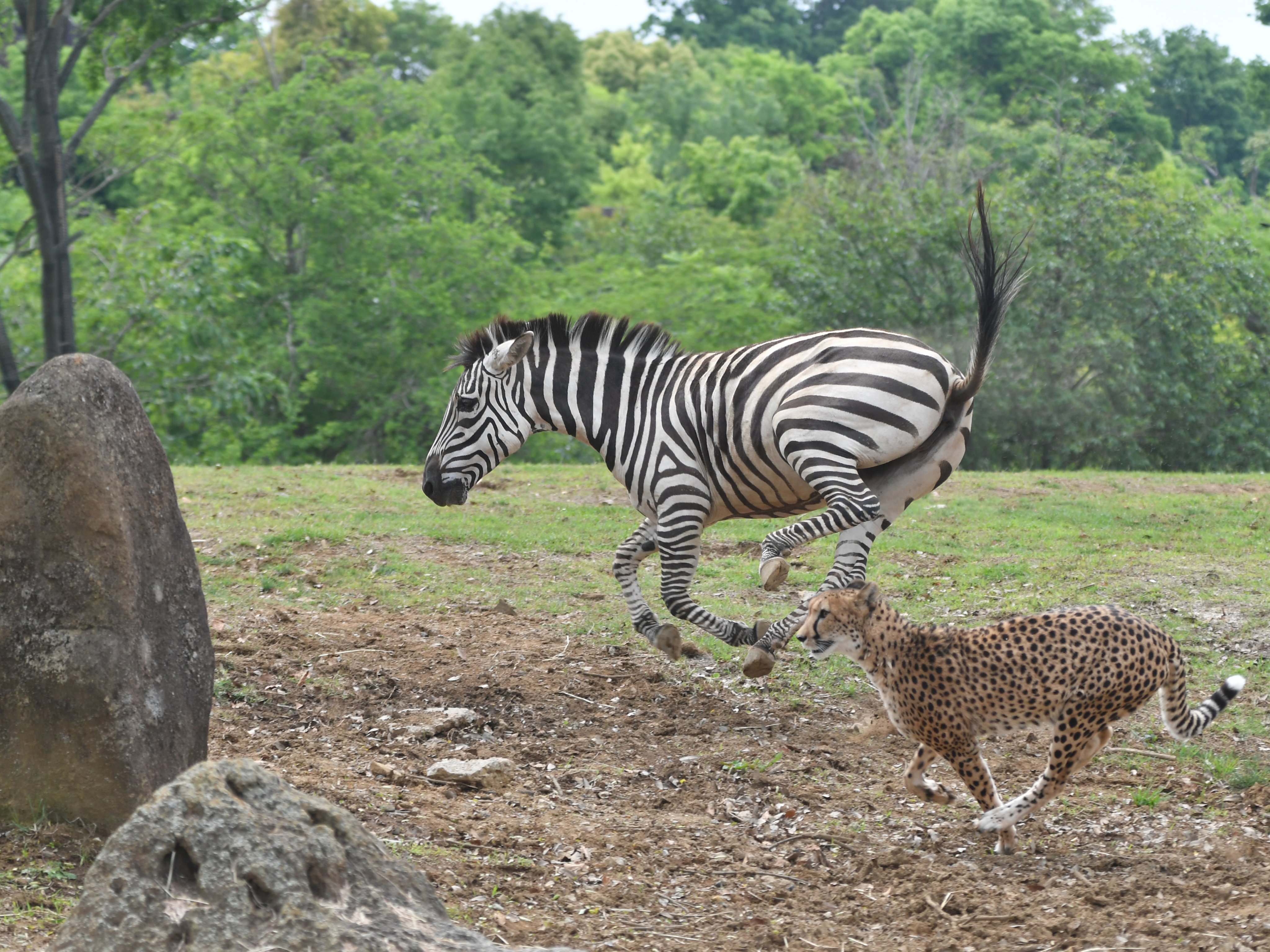 Koichi Murata V Twitter 動物図鑑にあるスピード比べの図とは違うパターン グラントシマウマ チーター Zebra Cheetah T Co Tbt7b3vcok Twitter