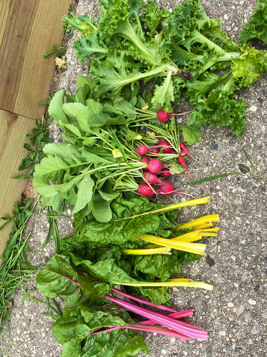 Our very first harvest!! Lettuce, Radishes, and Swiss Chard. 
Go check out our garden and post your own pictures! 
#obhsgarden <a href="/OBFightsHunger/">OBHS Fights Hunger</a>