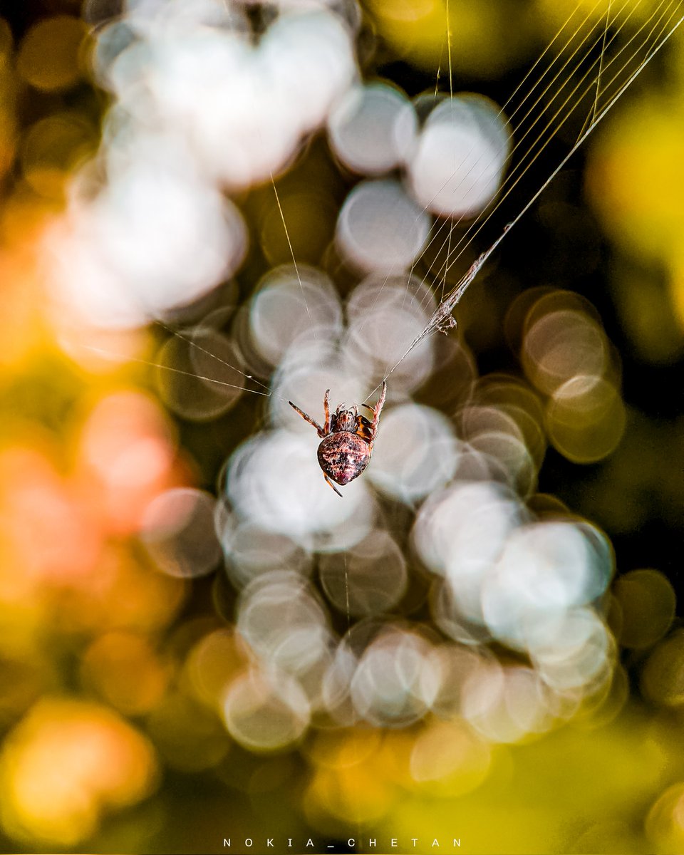 Nokia_Chetan's tweet photo. Metepeira labyrinthea 🕷️
#ShotOnNokia #Nokia5dot3
@NokiaMobile @NokiamobileIN 
#BeautifulWorld #Bokeh #NaturePhotography https://t.co/ZWZMy93m8p