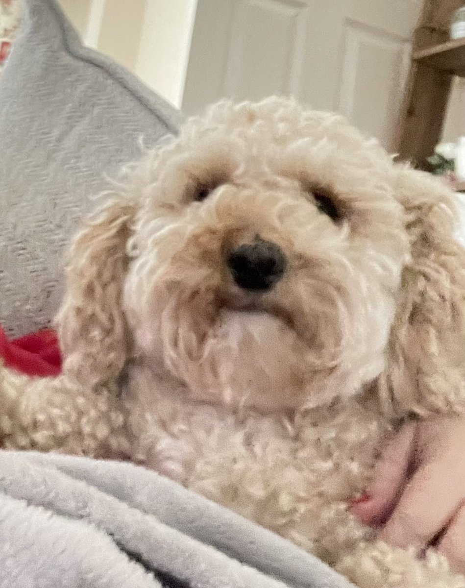 Ruby_Cockapoo's tweet image. I’m Ruby #Cockapoo #DogsofTwittter My mummy calls me Rubyroo , I love my food, especially my treats #Smartnug #Rodeo #Yak #tastyminis 🐾🐶🐾