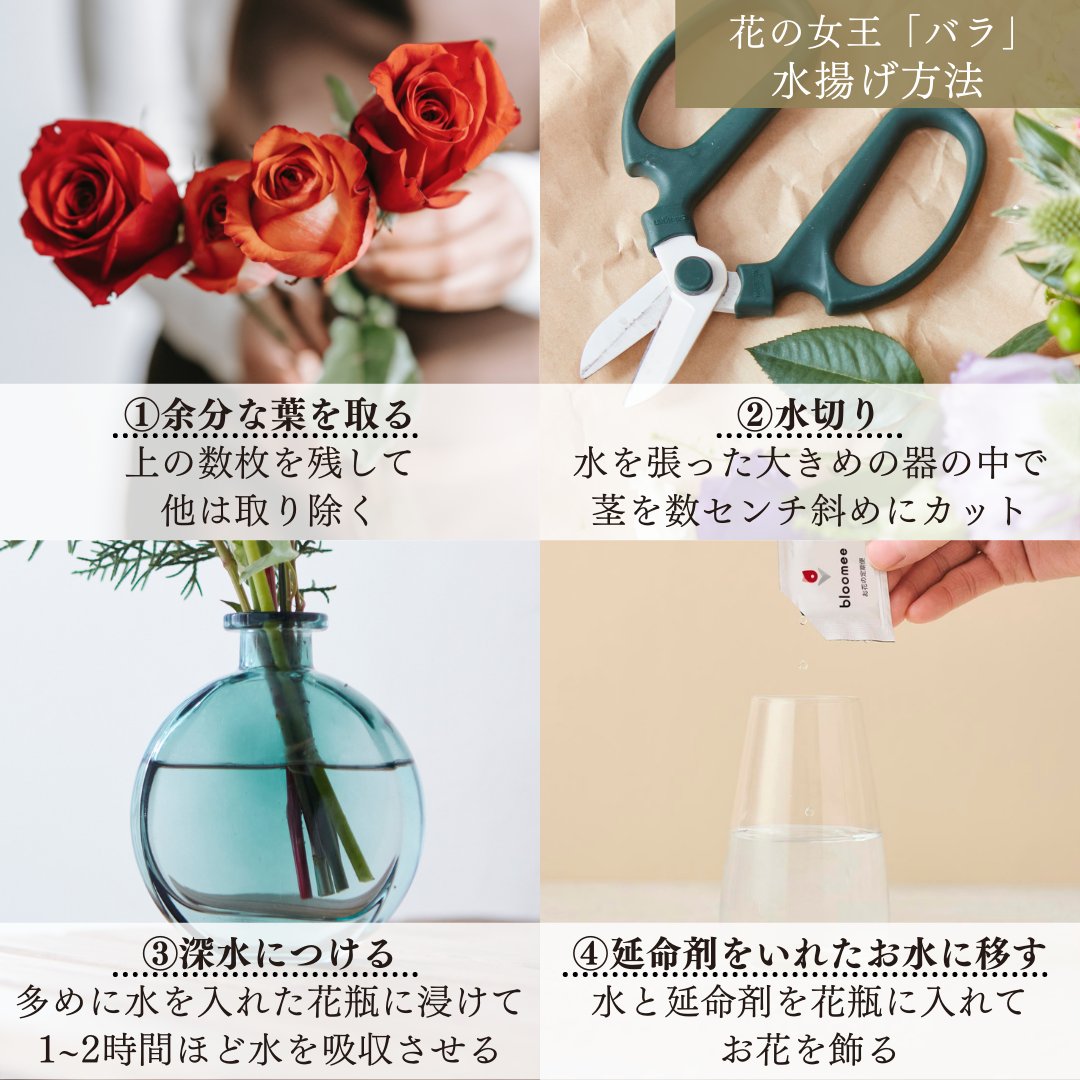 ブルーミー Bloomee お花の定期便 公式アカウント 花の女王 バラ の 水揚げ方法についてご紹介します 今回ご紹介するような方法で 清潔な状態を保ち 華やかなバラを楽しんでくださいね ブルーミー Bloomee お花の定期便 T Co