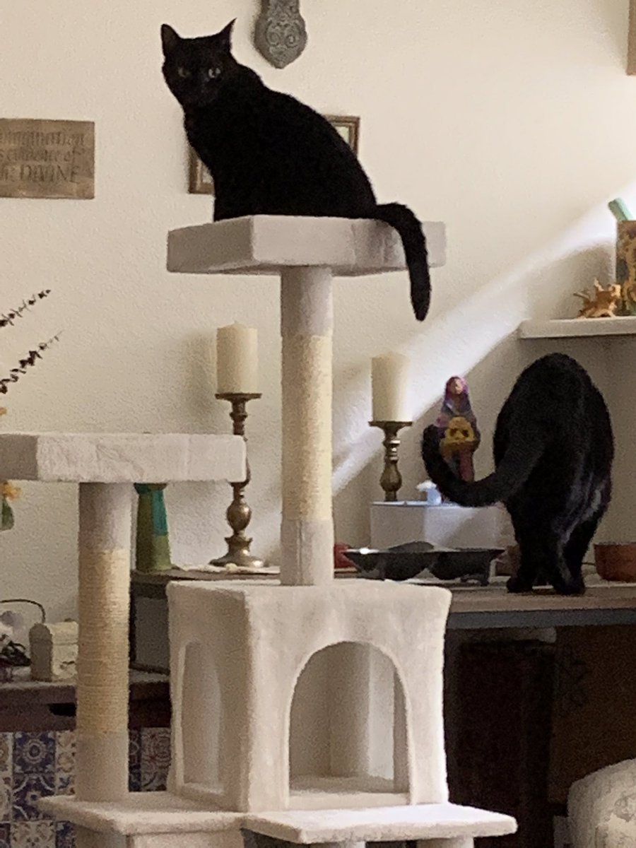 On Easter Sunday I was recently “gifted” two blacks. Eight year old Shiloh who weighs at least 15+ pounds &amp; a female, Luna aka Lunatic is 7. She’s a tiny little girl with a firecracker personality. I have fallen in love with them &amp; so has my female Pitbull. #CatsOfTwitter #cats