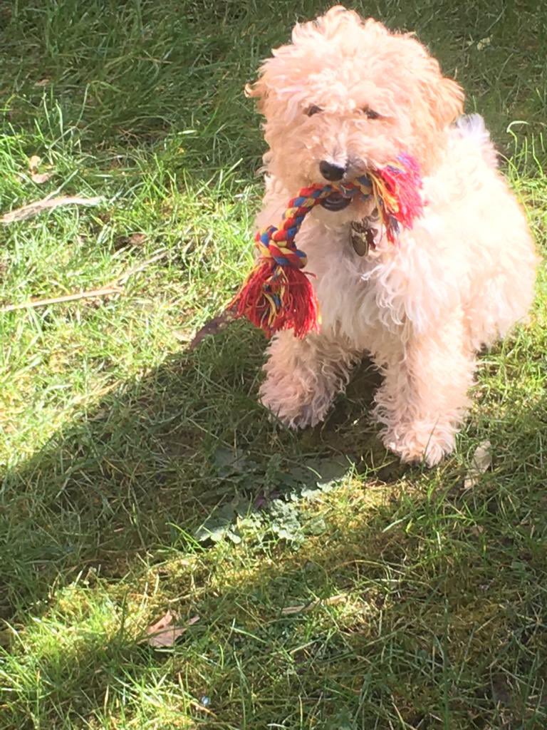 Ruby_Cockapoo's tweet image. This is me as a puppy.. I was very scruffy as I couldn’t get my floof cut in #Lockdown #Toys #Cockapoo #DogsofTwittter #Ruby