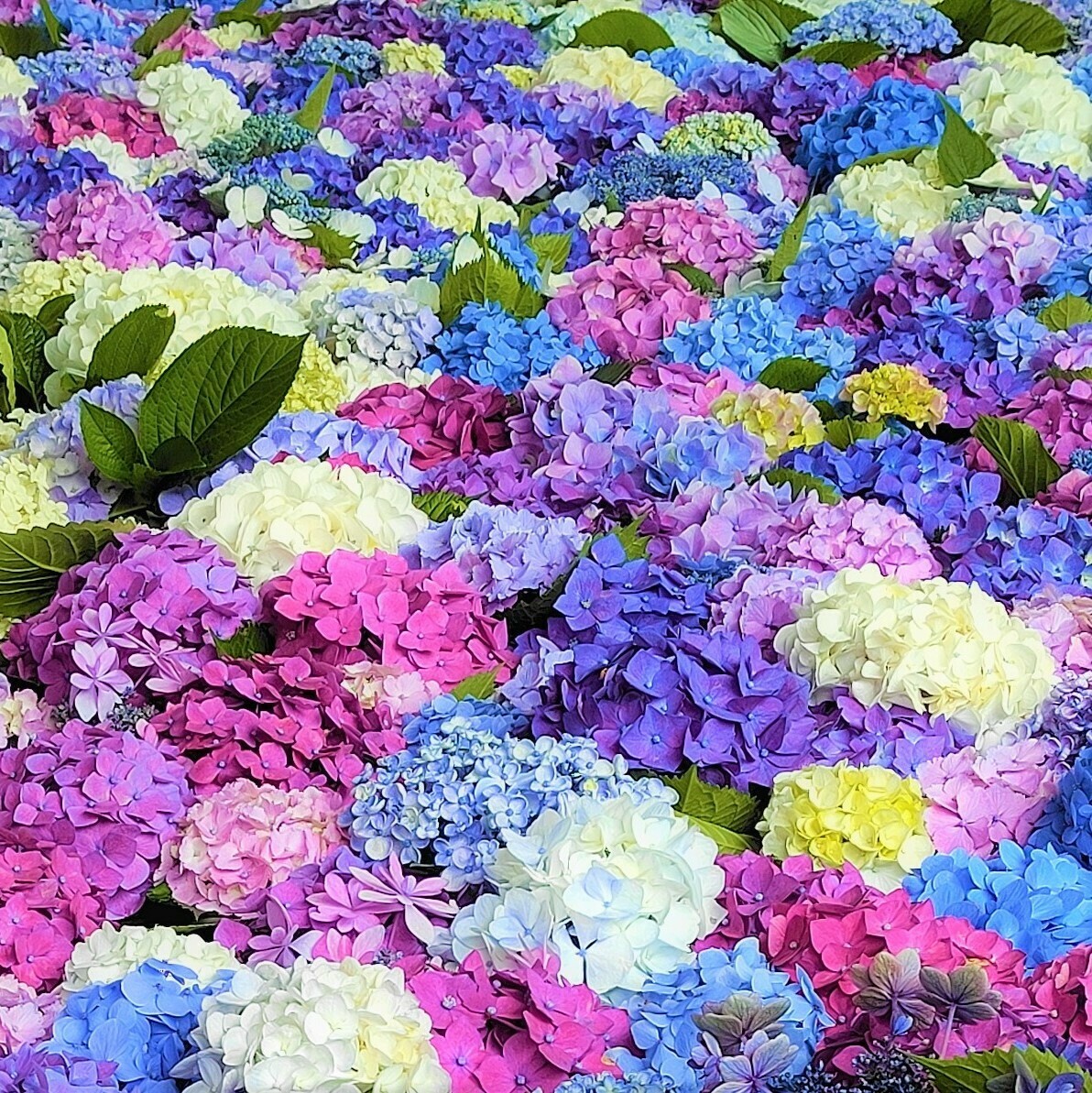 七変化 Twitter Search Twitter