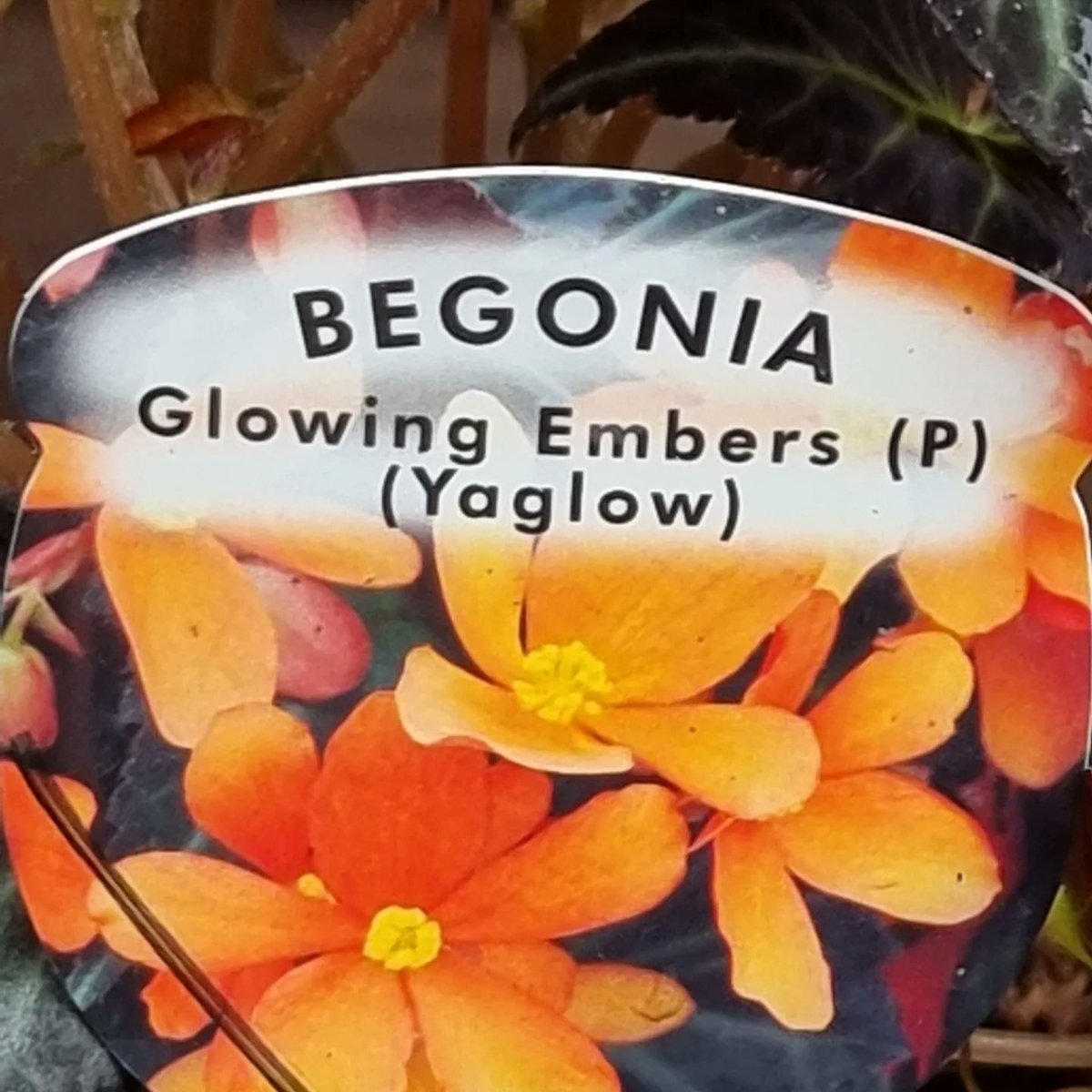 ShedPlant's tweet photo. Begonia Glowing Embers are £4.00 each at The Plant Shed.

Spend £10 and we'll deliver free in the London Borough of Bexley
or message us to arrange to come and see us in #Welling.

No minimum in Welling, Blackfen or Bexleyheath. 

ThePlantShed@BTInternet.com https://t.co/YywyHuvnv2