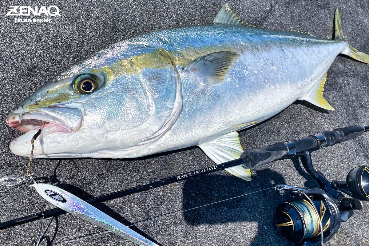 ZENAQ on X: FOKEETO IKARI 圧倒的な破壊強度 超高反発ジギングロッド  Angler: Mr. Ito Rod: FOKEETO FS63-1.5 IKARI Reel: Shimano STELLA SW 8000HG  Line: PE# 3 / Shock leader: Fluoro # 14 Fish: Yellowtail amberjack ©