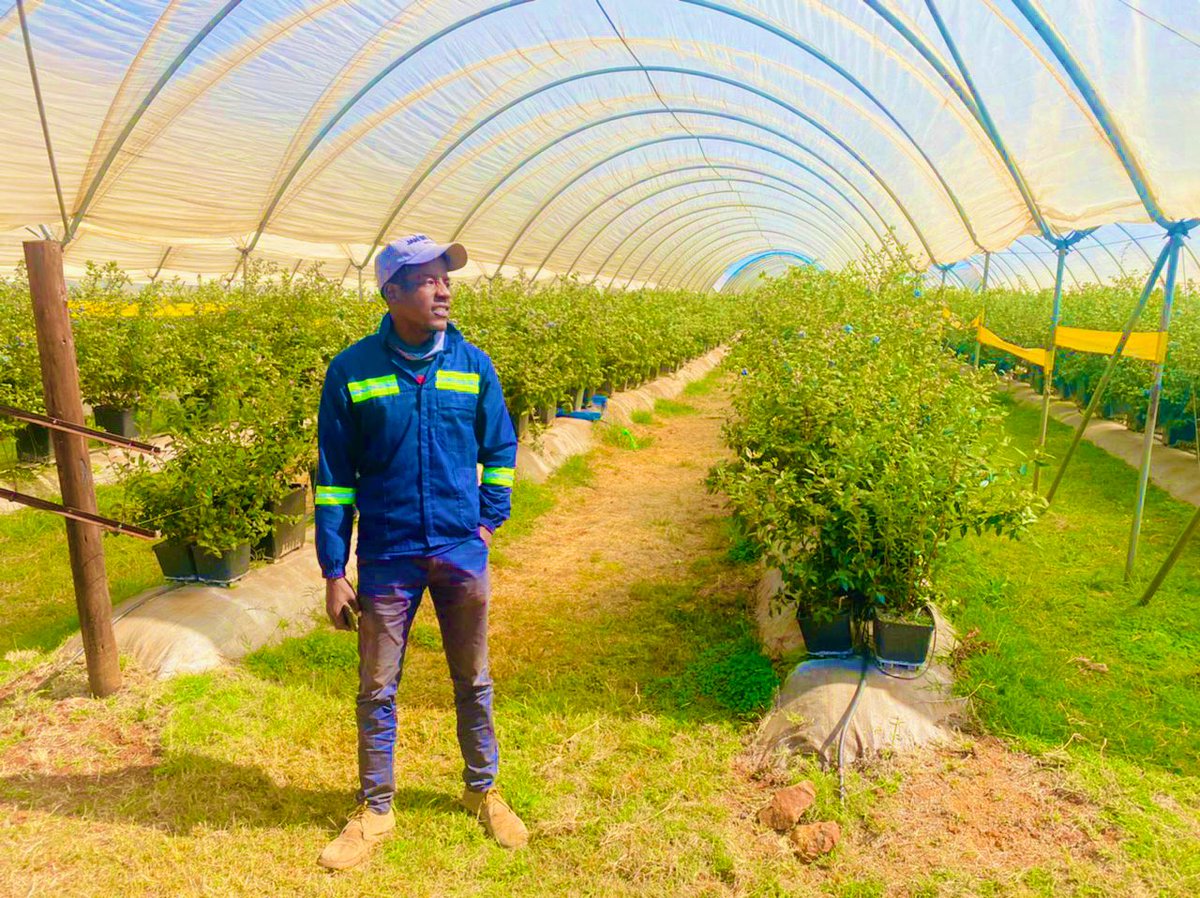 EmmanuelMarume5's tweet image. 40 ha of greenhouse blueberries in Zimbabwe for export market to European countries! 
I was inspired yesterday these are big money moves. 
Production | Production | Production
#rimasomething