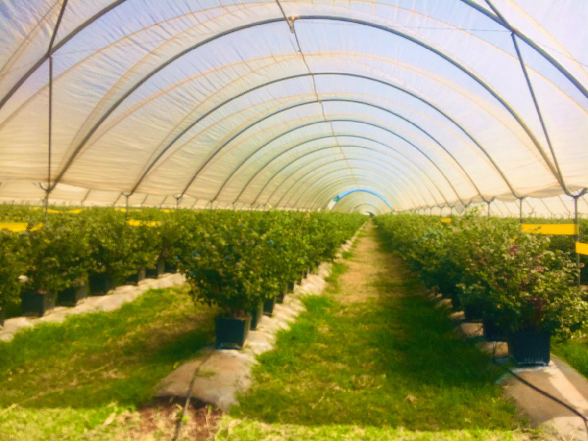 EmmanuelMarume5's tweet image. 40 ha of greenhouse blueberries in Zimbabwe for export market to European countries! 
I was inspired yesterday these are big money moves. 
Production | Production | Production
#rimasomething