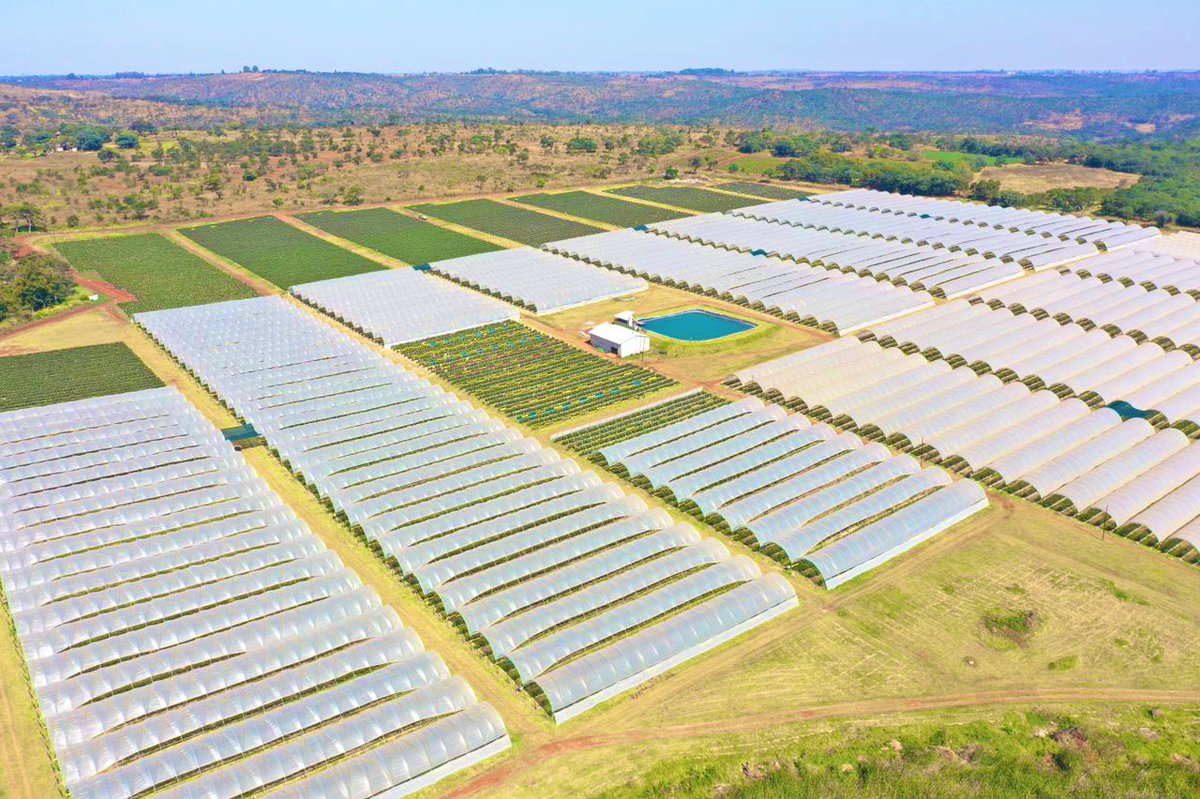 EmmanuelMarume5's tweet image. 40 ha of greenhouse blueberries in Zimbabwe for export market to European countries! 
I was inspired yesterday these are big money moves. 
Production | Production | Production
#rimasomething