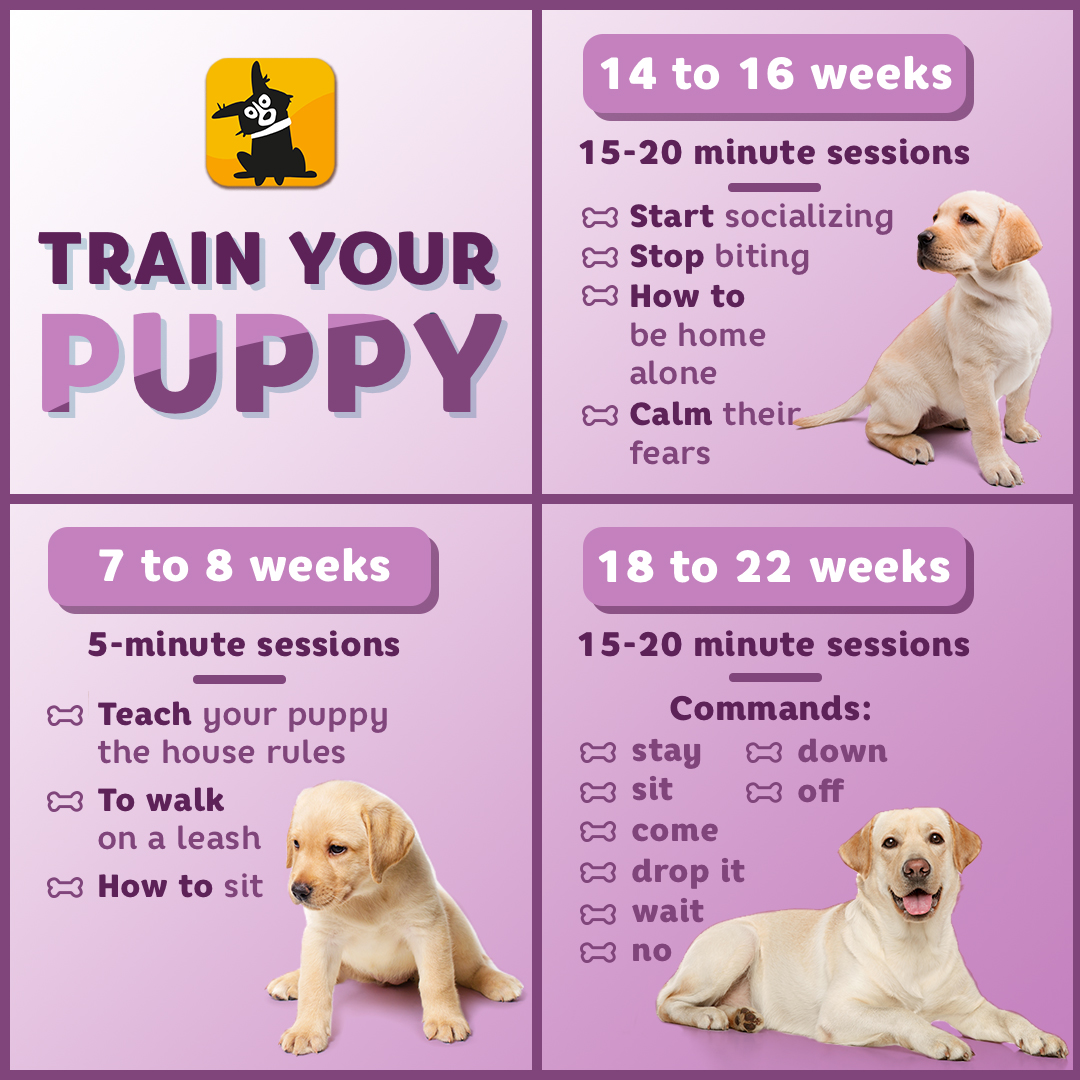 Woofz_app tweet media