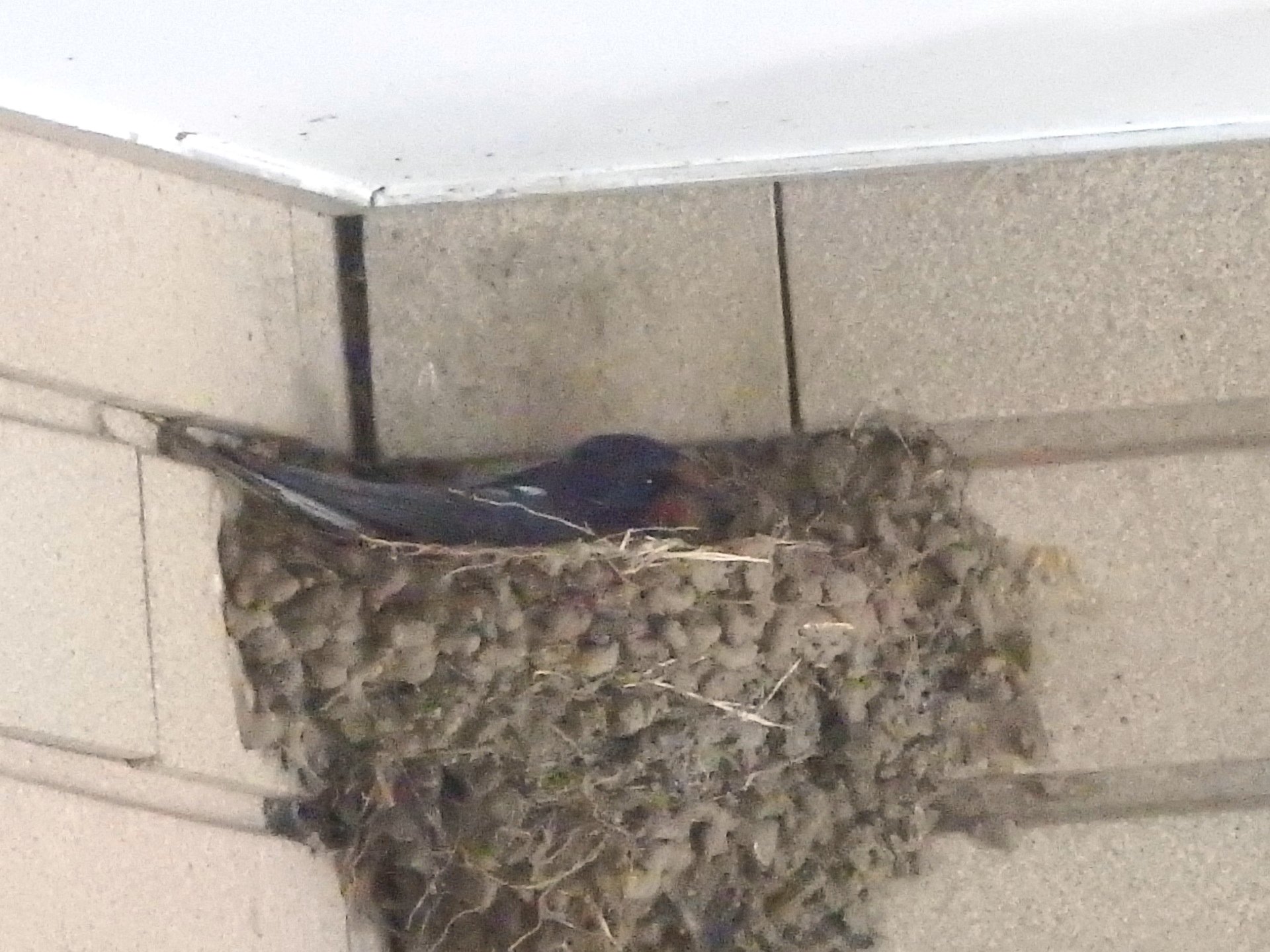 Linlin 今日の 久我山駅 のツバメの巣 落ちた巣 1枚目 もエレベーター横の巣 2枚目 も 抱卵を始めたようです 改札内のトイレ近くにも何羽も集まっていて 巣作りの予感 お写んぽ 久我山 つばめ ツバメ 燕 Swallows Chicks Nowar