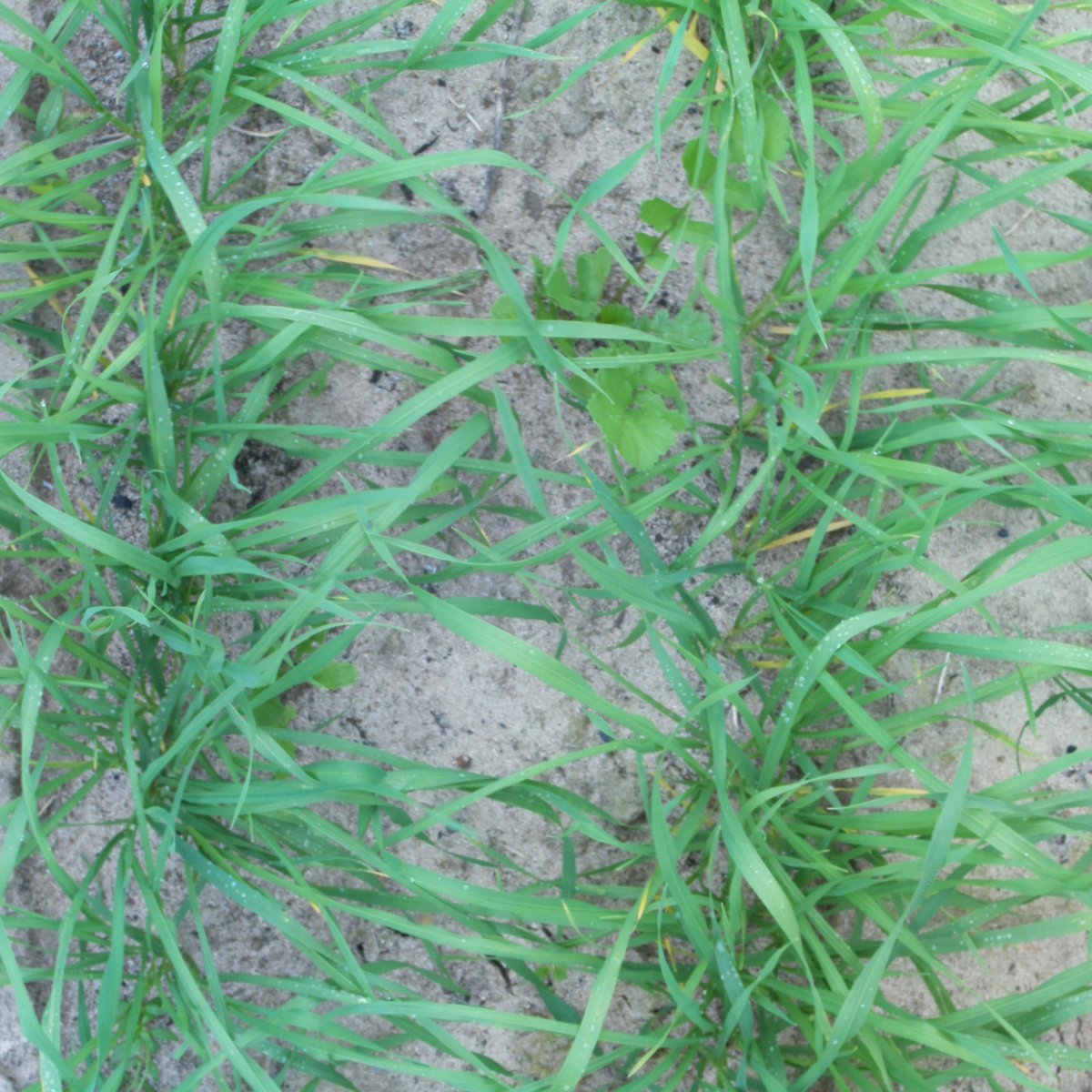 GeezaColeman's tweet image. 21/
Dataset name: RadishWheatDataset

Classes 4 (4 growth stages of R. raphanistrum in wheat)

Annotation type: bounding box

Image count: 552 (1012 boxes)

weed-ai.sydney.edu.au/datasets/8b8f1…