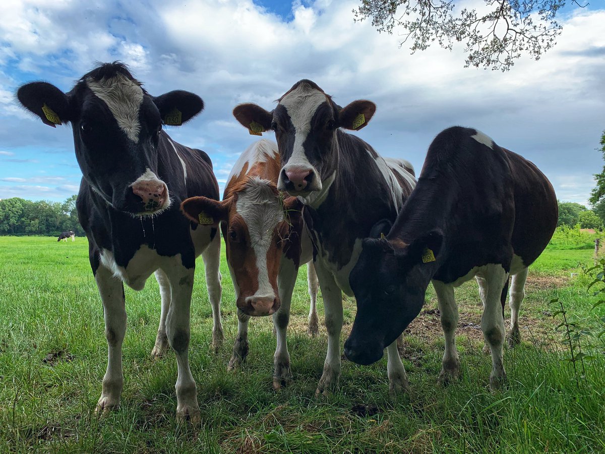 peer0546's tweet photo. Wasssup ??
#almelo #twente #landscape #koeienindewei #cow #cows #thenetherlands #dutchcows https://t.co/PfJVyZ7U3E