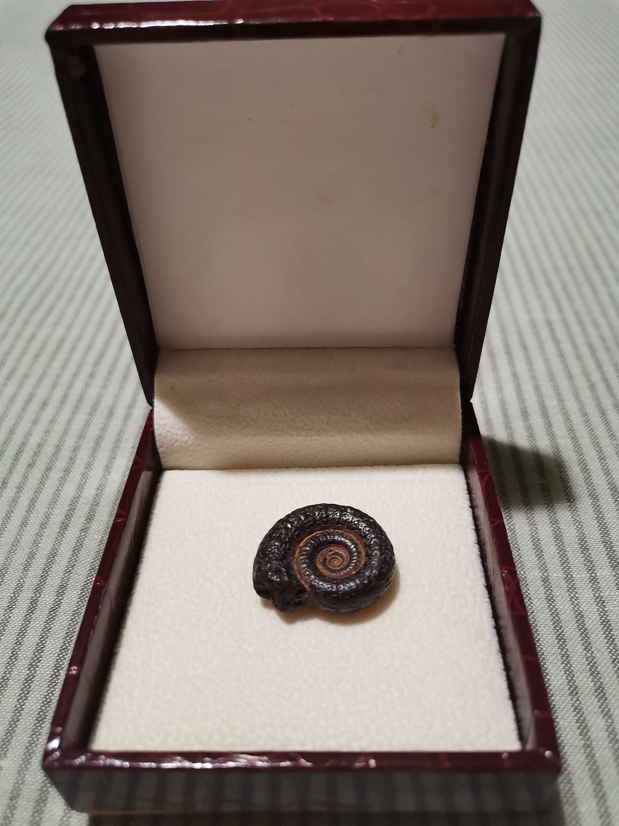 InvisibleMuseo's tweet photo. Amonite. #elmuseoinvisible
"Cuando mi hija tenía dos años acostumbraba a coger piedras de la playa y llevárselas a la boca. En una de esas que le saqué lo que se metió con miedo de que se atragantara, soltó de su boca a mi mano este precioso fósil de amonite. Los amonites (...) https://t.co/UHdipWeETs